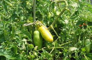 Banana picior - recoltând tomate în 2019