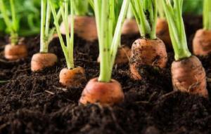 Fertilizarea suplimentară pentru un morcov în iunie și iulie