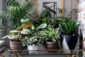 6 elegant și mod original de a decora casa plantele tale