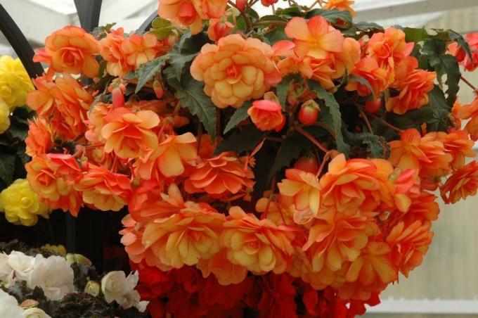 Două culori Begonia hang-doborând