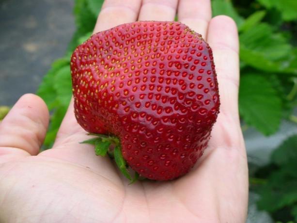 căpșuni mari și gustoase - rezultatul îngrijire corespunzătoare! (
