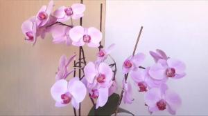 5 gafe în grija fost din orhidee