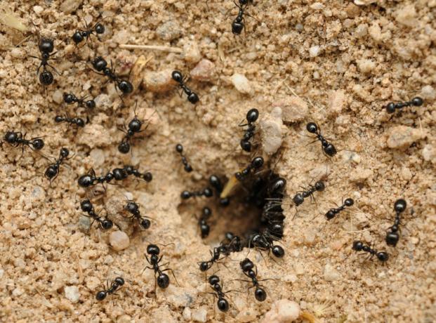 A scăpa de furnici folosind sodă | Gradinarit si Horticultură