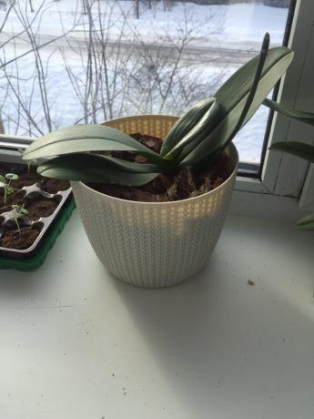 orhidee mea după transplant în modul corect de a recuperat rapid de golf și a intrat în creștere