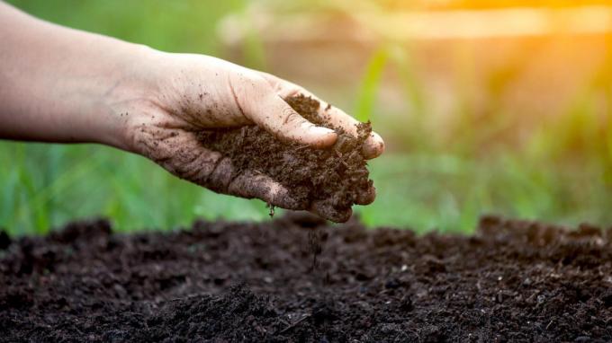 Cel mai simplu mod de a determina aciditatea solului | Gradinarit si Horticultură