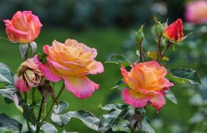 Am dezvălui secretul meu trandafiri sifon întineri în grădină