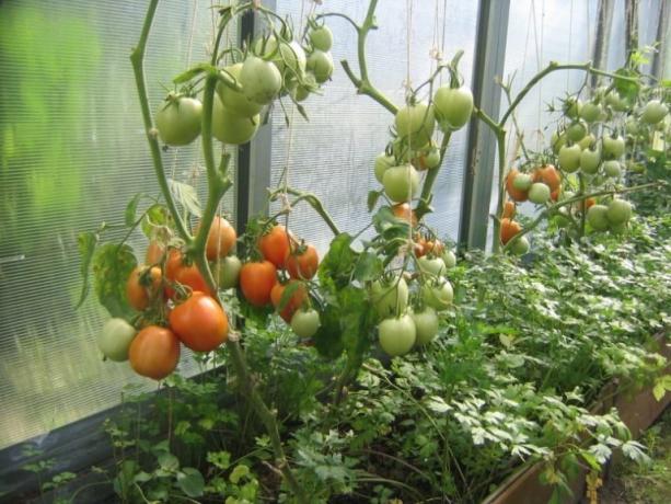 tomate coacerii seră poate fi accelerată! (Mojateplica.ru)