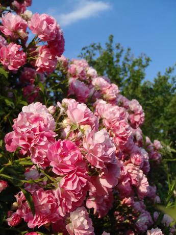 O altă cățărare mea a crescut. Fotografii de anul trecut - floare din acest an nu a fost atât de abundent.