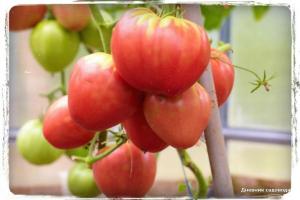 5 cele mai multe soiuri de tomate dulci
