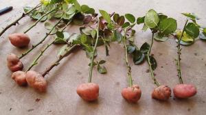 3 metodă eficientă pentru a accelera creșterea rădăcinilor de butași