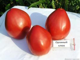 4 cele mai bune soiuri de tomate pentru sere si teren deschis. Top compilate de către experți.