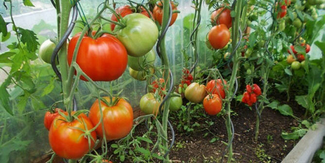 soiuri de tomate „inima bullish“