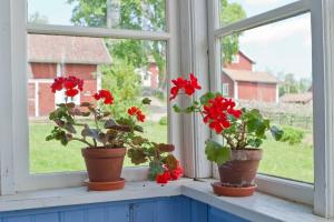 Pentru o fereastra mai buna pentru a pune mușcate, orhidee, violete si Spathiphyllum