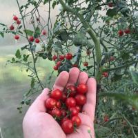 Cherry De ce trebuie să se gândească înainte de tomate de plantare? acoperi în unguent