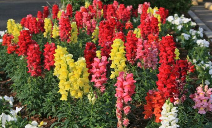 Luminozitate - unul dintre avantajele snapdragons!