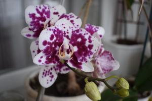 5 pași pentru o casa frumoasa orhidee Phalaenopsis