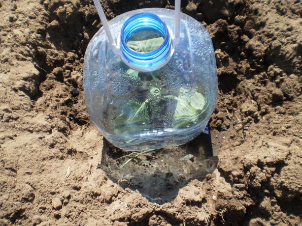 Plantarea varză, se utilizează o sticlă de plastic ca material de acoperire