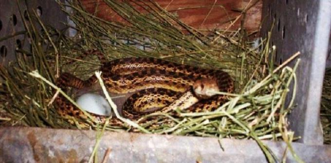 hambar închis cu paie poate fi o casă mare pentru șerpi