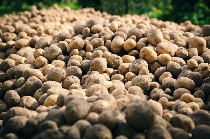2 greșeli stupide de cultivare de cartofi | Gradinarit si Horticultură