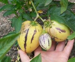Pepino, că de fructe și cum să crească în țară.
