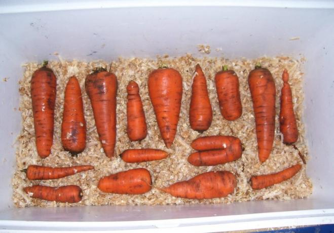 Rumegușul este mare pentru depozitarea de morcovi | Gradinarit si Horticultură