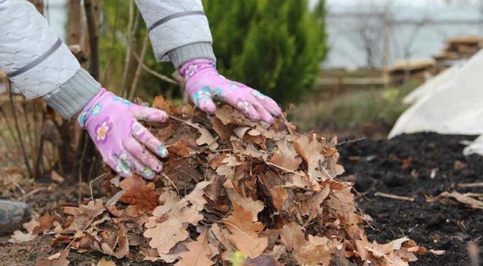 Mulching nevoie de sol numai materiale sănătoase | Gradinarit si Horticultură