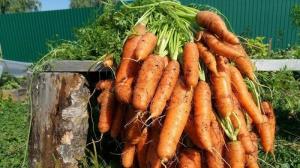 Soiurilor de morcovi, care dau intotdeauna un randament mare și perfect păstrate