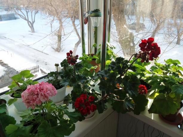 În cazul în care mușcate dvs. floare în timpul iernii, nu este necesară „perioada de latență“ ea. Eu cred că plantele înșiși știu cel mai bine