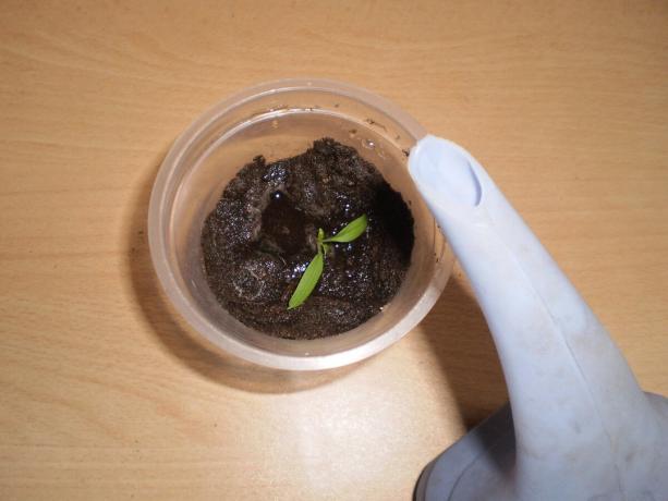 Land in cupa poate fi ghimpat cu creșterea plantelor.