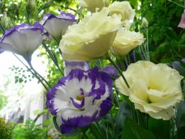 Eustoma: cum să crească „Irish Rose“ pe cont propriu