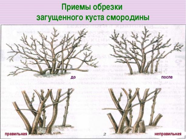 Se taie în jos ramurile vechi la rădăcină! ( https://fs00.infourok.ru/images/doc/141/163702/img17.jpg)