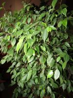 Ceea ce vrea Ficus benjamina? 5 sfaturi simple pentru coroana bogată