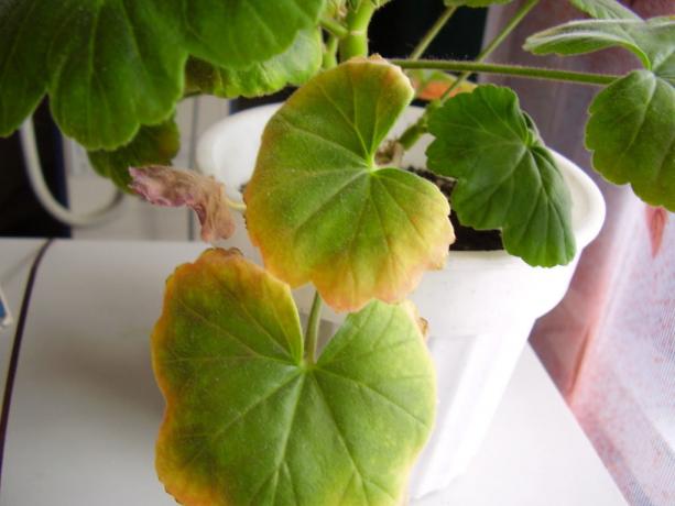 Geranium - nu doar houseplant, care îi place aerul uscat