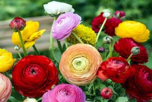 Pretendent eustomy nepretentios pentru gradina: Flori de bună voie și îngrijire mai ușor