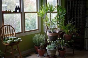 5 plante tropicale casa care necesită puțină întreținere sau nu