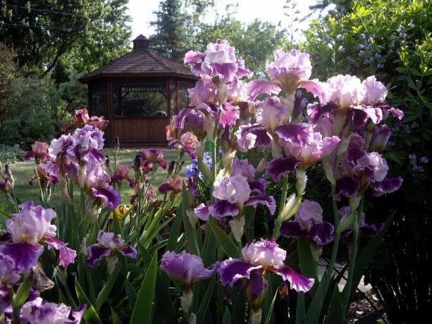 În Rusia, irisul se numește Iris în oameni, și în țara vecină Ucraina - Pivnik, am cocoș medie