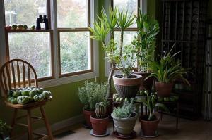 5 trendy, nepretentios de plante de interior se poate transforma un apartament într-o junglă mică
