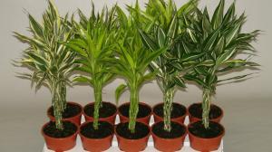 Dracaena Sander: cum să aibă grijă de o floare la domiciliu