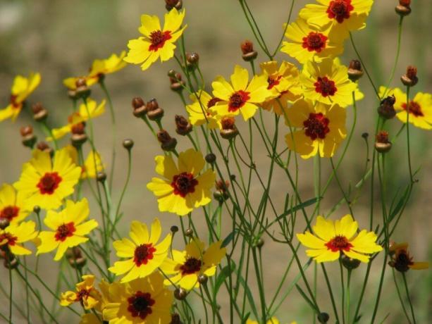 Coreopsis versiune concis: simplu si de bun gust