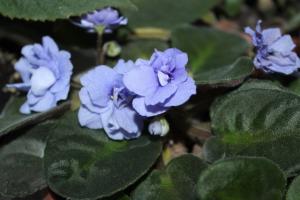 4 cele mai bune de hrănire pentru flori violete capac