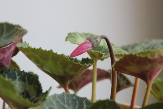 Dizolvarea mugurilor Cyclamen - o floare magică adevărată în casă. fotografiile mele