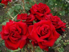 5 etape de pregătire atentă de trandafiri în grădina de la îngheț de iarnă și în luna august
