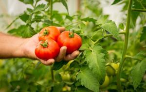 Tomatele sunt recolta dulce - creștere. 7 secrete