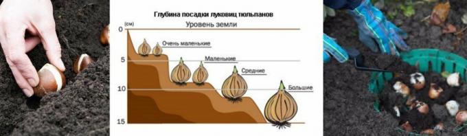 Un exemplu ilustrativ al diagramei. Luate de la mirfermera.ru