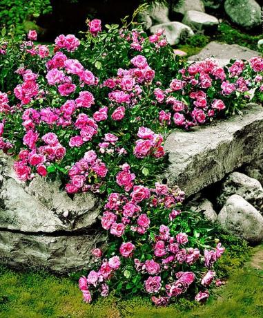 Covor Rose și pietre - o combinație frumoasă și neobișnuită