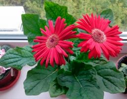 5 cele mai bune plante de apartament pentru o fereastră însorită, fără a capriciilor