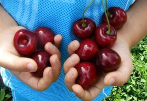 Cherry - soiurile cele mai de fructe mari și rezistente la frig.
