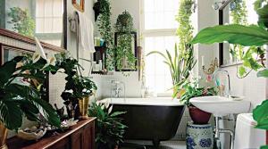 Plantele de interior pentru baie elegantă sau cum să aducă o atingere în direct la interiorul spațiului de intim