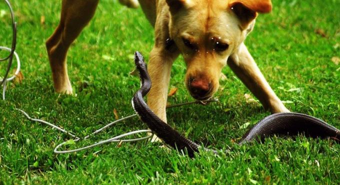 Unele rase de caini nu se tem să intre într-o luptă cu un șarpe