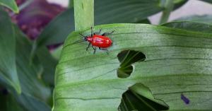 Ce bug tip roșu pe un crin si ca lupta pentru a salva flori